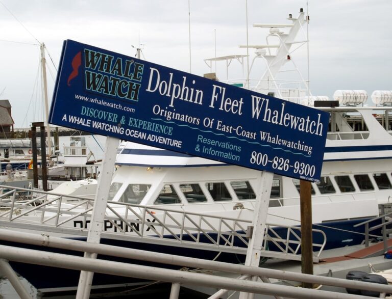 Dolphin Fleet Whale Watch – Cook